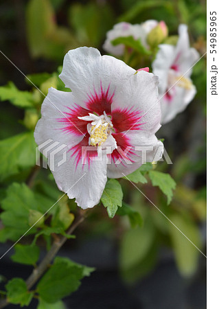 Rose Of Sharon Red Heart 54985965