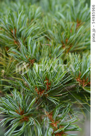 Blue-needled Japanise White Pine 54985966