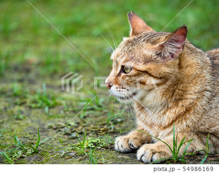 wild cat, closeup portrait photography wild cat, closeup portrait photography 54986169