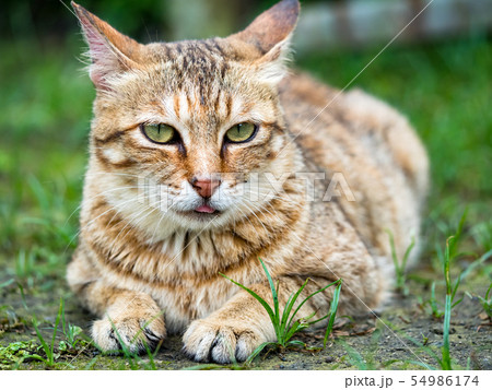 wild cat, closeup portrait photography wild cat, closeup portrait photography 54986174
