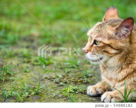 wild cat, closeup portrait photography 54986182