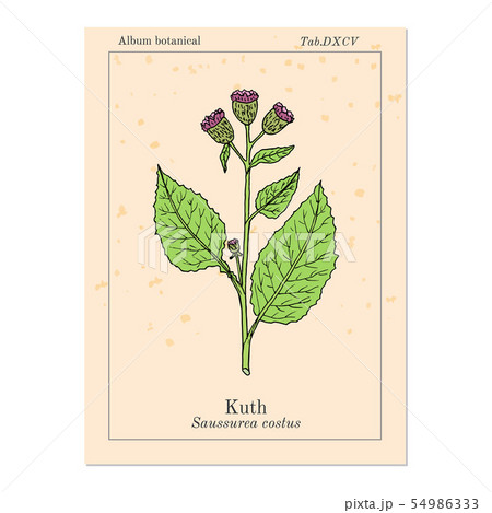 Saussurea costus, or kuth, medicinal plant 54986333