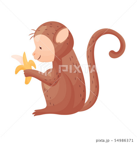 Monkey holds a banana. Vector illustration on white background. Monkey holds a banana. Vector illustration on white background. 54986371