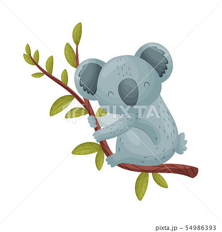 Gray Koala On A Branch Vector Illustration On のイラスト素材