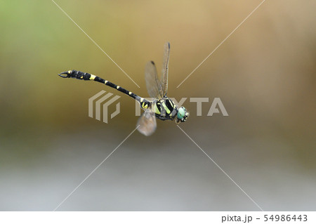 オナガサナエ♂の飛翔 54986443