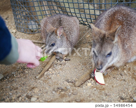 動物園のワラビー 動物園のワラビー 54986454