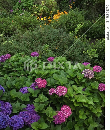 アジサイ 草むら 森 54986870