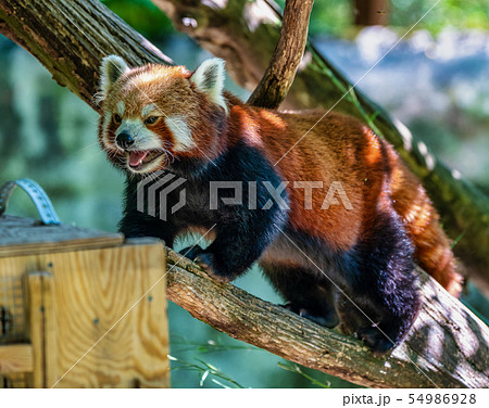 The red panda, Ailurus fulgens, also called the lesser panda. The red panda, Ailurus fulgens, also called the lesser panda. 54986928