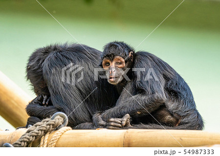 The black-headed spider monkey, Ateles fusciceps is a species of spider monkey 54987333