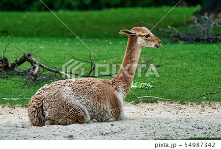 Vicunas, Vicugna Vicugna, relatives of the llama 54987342