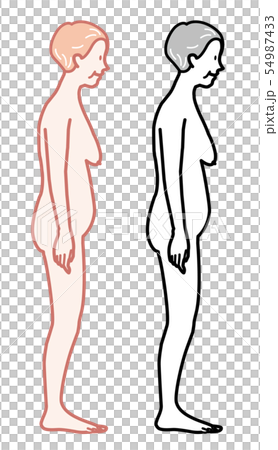 女性　プロポーション　高齢者　イラスト 54987433