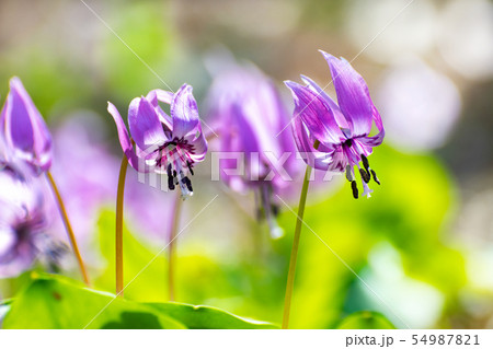 カタクリの花 54987821