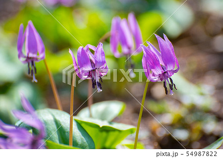 カタクリの花 カタクリの花 54987822