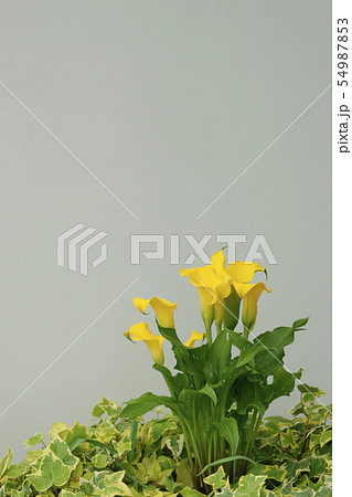 カラー カラー 54987853