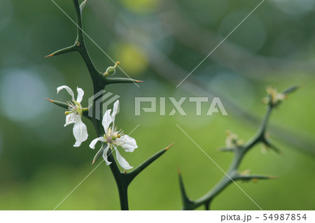 カラタチ 54987854