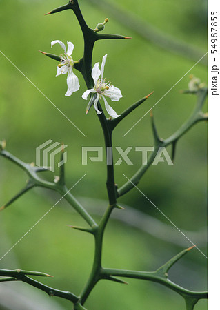 カラタチ 54987855