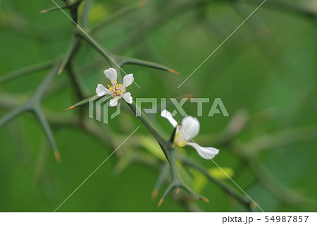 カラタチ 54987857