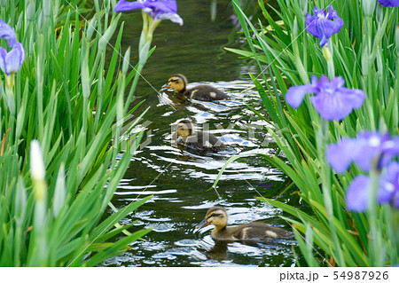 カルガモのヒナと花菖蒲の花 カルガモのヒナと花菖蒲の花 54987926