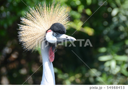 貴婦人の喜怒哀楽 貴婦人の喜怒哀楽 54988453