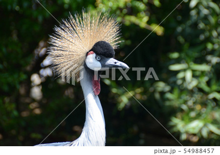 貴婦人の喜怒哀楽 貴婦人の喜怒哀楽 54988457