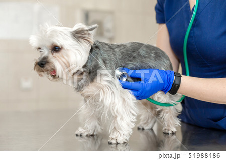 Beautiful doctor vet small cute dog breed Beautiful doctor vet small cute dog breed 54988486