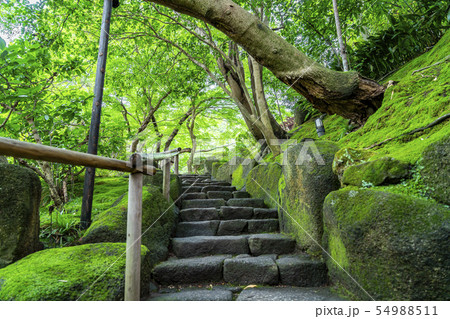 【神奈川県】鎌倉　報国寺 54988511
