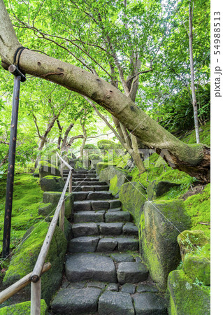 【神奈川県】鎌倉　報国寺 54988513