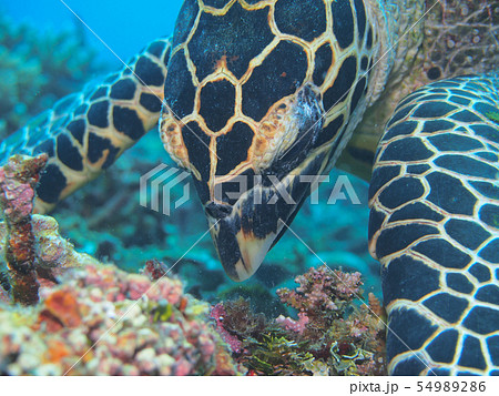 食事中のタイマイ　Hawksbill turtle　Hawksbill sea turtle 54989286