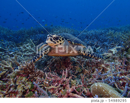 タイマイ Hawksbill turtle Hawksbill sea turtle タイマイ Hawksbill turtle Hawksbill sea turtle 54989295
