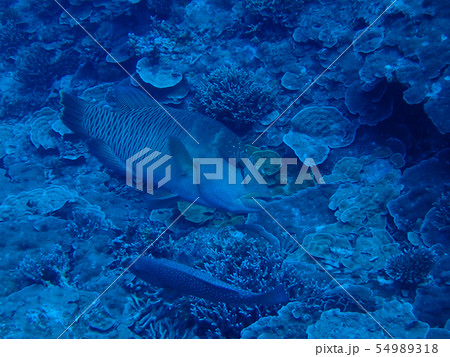 ナポレオンフィッシュ　メガネモチノウオ　♂　オス　雄　Humphead wrasse　蘇眉 54989318