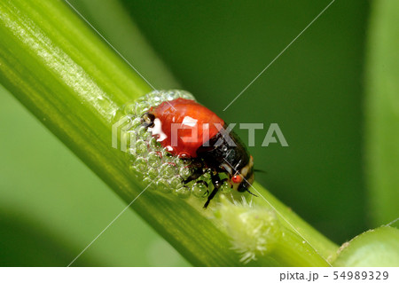 アワフキムシの幼虫 54989329