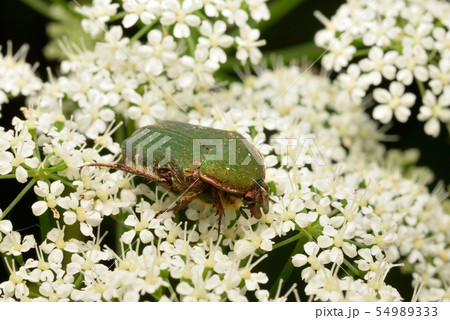 ハナムグリ 54989333