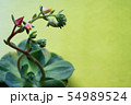 花の咲いた多肉植物 54989524