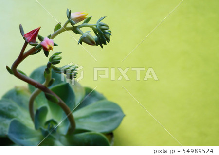 花の咲いた多肉植物 54989524