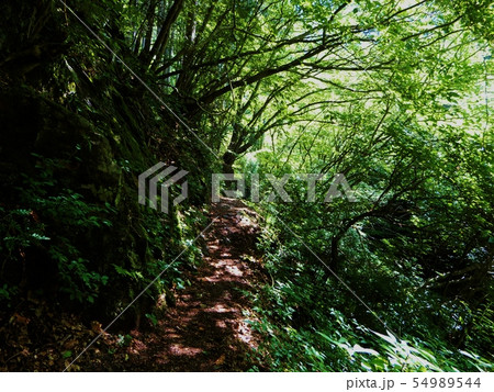 川苔山の山道 川苔山の山道 54989544