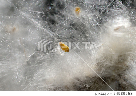 ドロノキの種 54989568