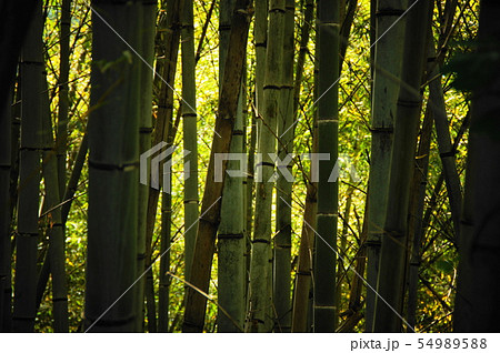 竹林 竹林 54989588