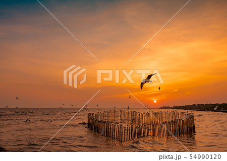 Beautiful sunset sky and clouds over the sea. Bird 54990120