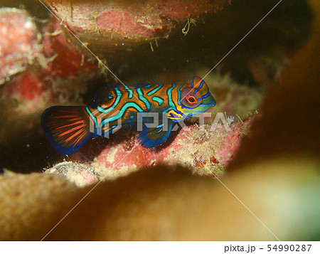 ニシキテグリ　Mandarinfish　Mandarin dragonet 54990287