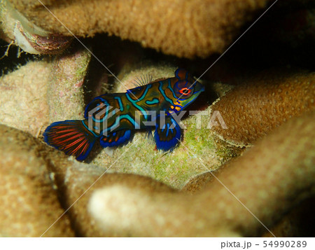 ニシキテグリ Mandarinfish Mandarin dragonet ニシキテグリ Mandarinfish Mandarin dragonet 54990289
