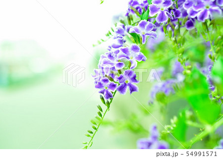 可憐 紫 デュランタ 54991571