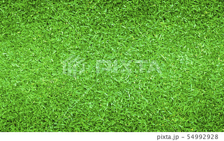 Green grass background Green grass background 54992928