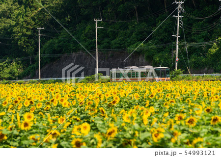 ひまわりと鉄道 54993121