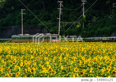 ひまわりと鉄道 ひまわりと鉄道 54993125