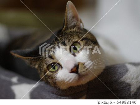 振り向く猫 54993140