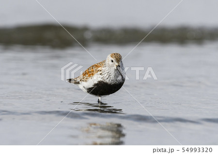 ハマシギ夏羽 54993320