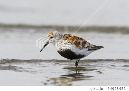 ハマシギ夏羽 ハマシギ夏羽 54993422