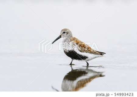 ハマシギ夏羽 ハマシギ夏羽 54993423