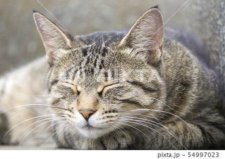 居眠り 野良猫 居眠り 野良猫 54997023
