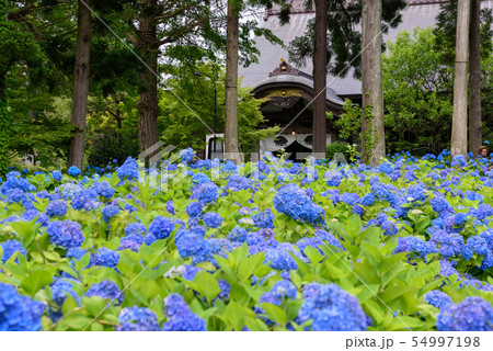 アジサイ寺　雲昌寺 54997198
